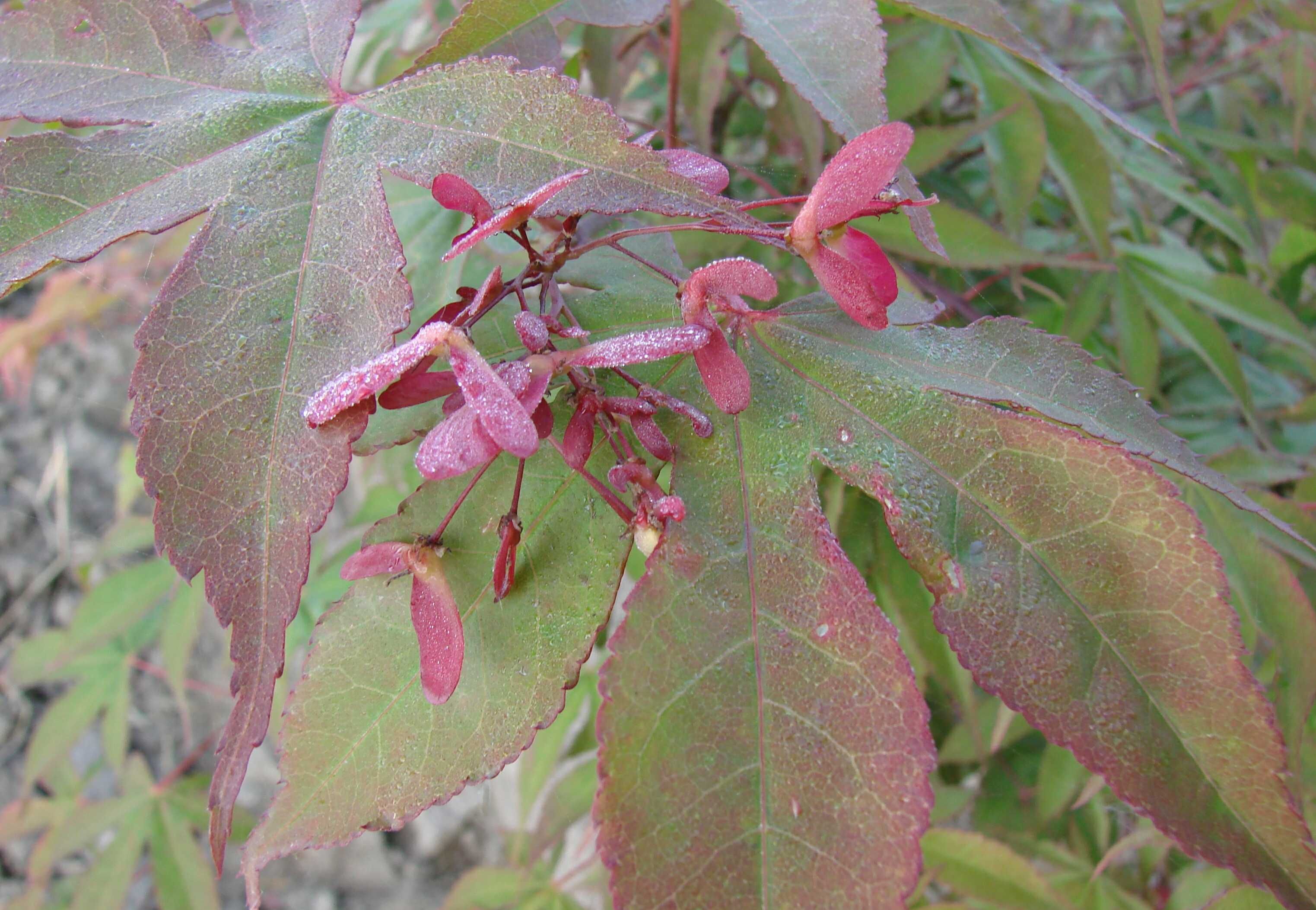 Acer palmatum 'Osakazuki' — photo 1